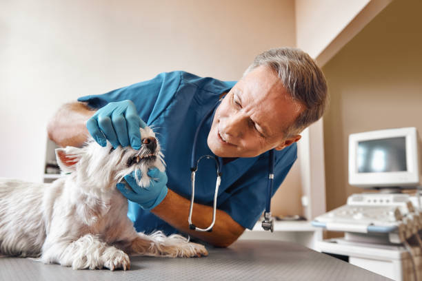 Best Emergency Dental Clinic in WY